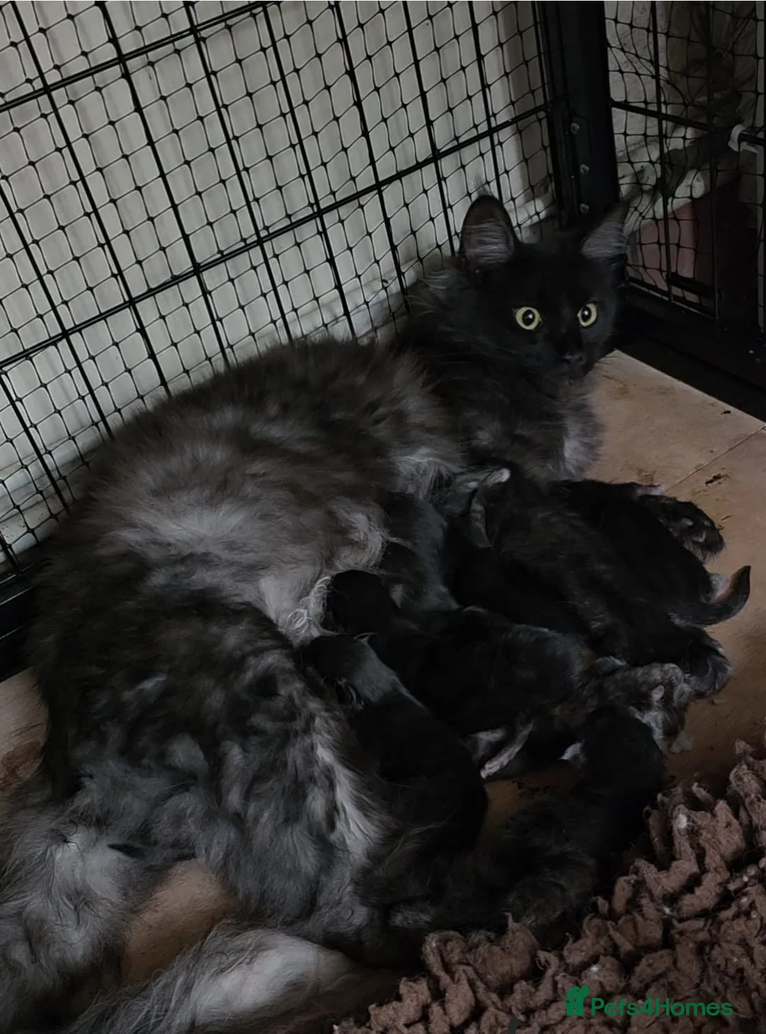 Maine Coon cats for sale: Pure Breed Maine Coone Kittens - Advert 1