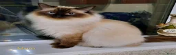 Ragdoll cats for sale: Ragdoll Kittens in Swansea - Advert 2