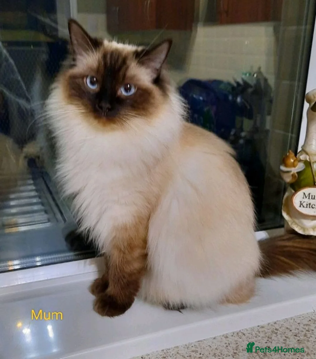 Ragdoll cats for sale: Ragdoll Kittens in Swansea - Advert 2