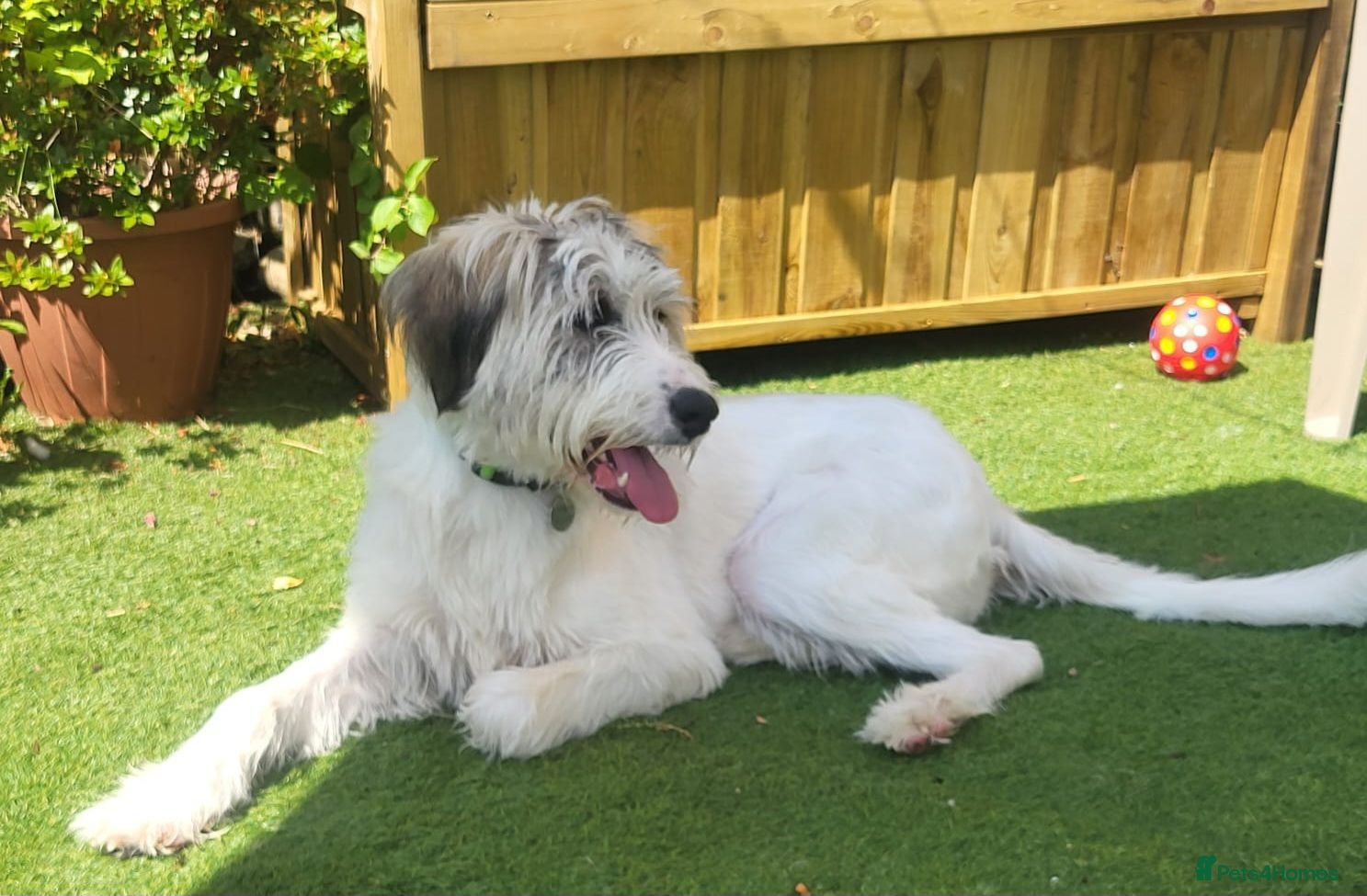 Mixed Breed dogs RAYNA - Advert 2