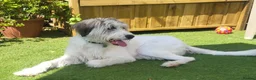 Mixed Breed dogs for adoption: RAYNA - Advert 2