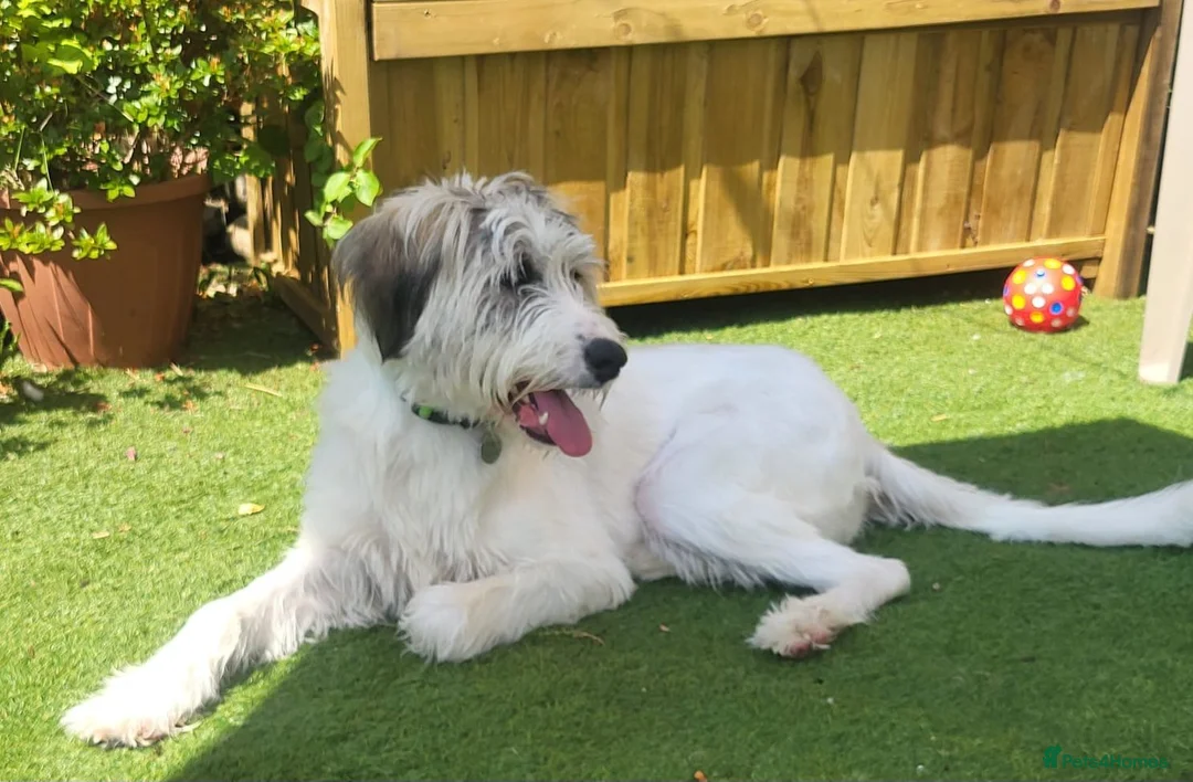 Mixed Breed dogs for adoption: RAYNA - Advert 2