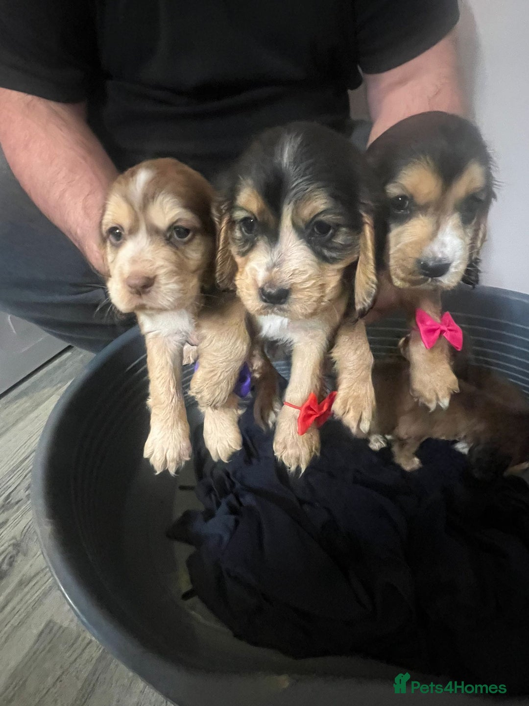 Cocker Spaniel dogs for sale: Cocker spaniel puppy’s  - Advert 4