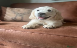 Golden Retriever dogs for sale: Last girl remaining  in Doncaster - Image 4