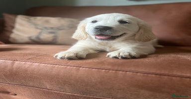 Golden Retriever dogs in Doncaster - Advert 5