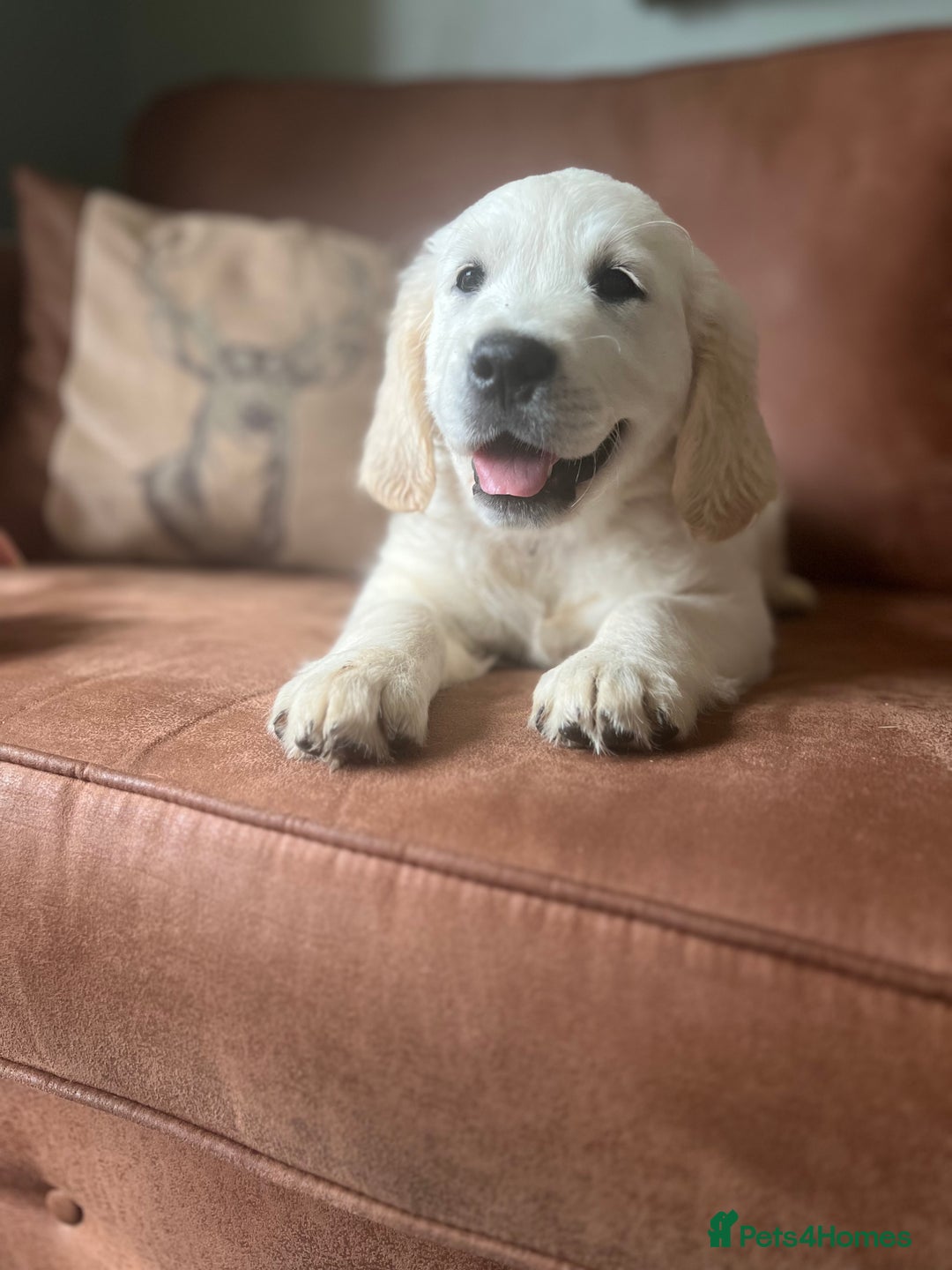 Golden Retriever dogs for sale: Last girl remaining  in Doncaster - Image 4