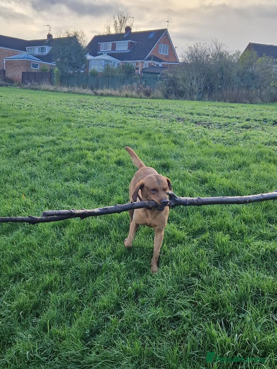 Labrador Retriever dogs for stud: Indie  - Advert 5