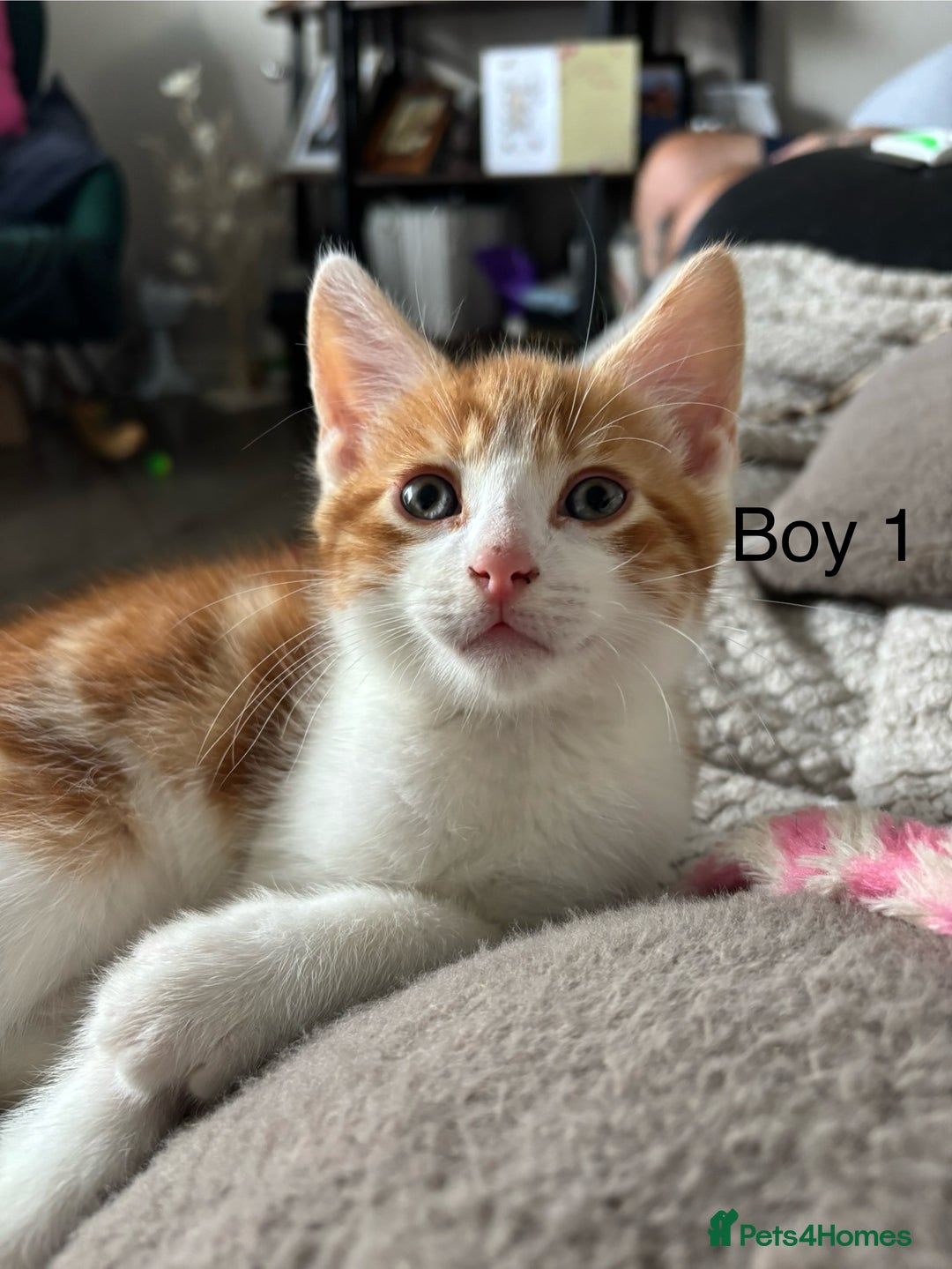 Mixed Breed cats for sale: 1 Gorgeous little boy left  - Image 17