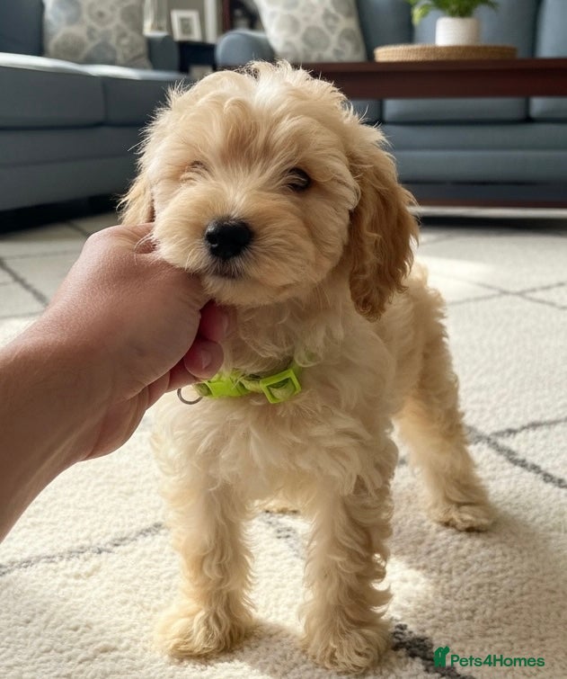 Cockapoo dogs Miniature cockapoo s - Advert 2