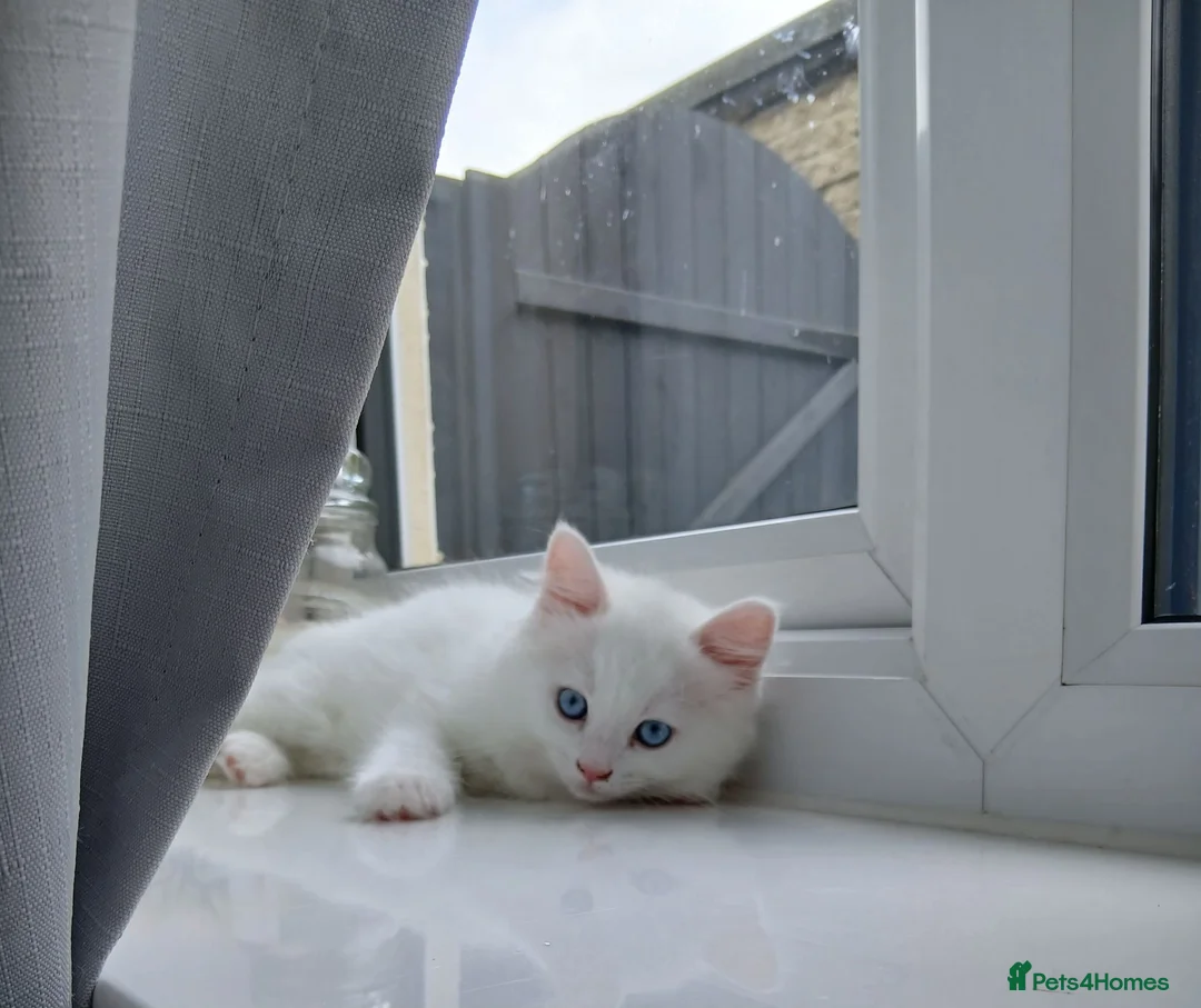 Ragdoll cats for sale: Ragdoll mix turkish angora kitten - Advert 1