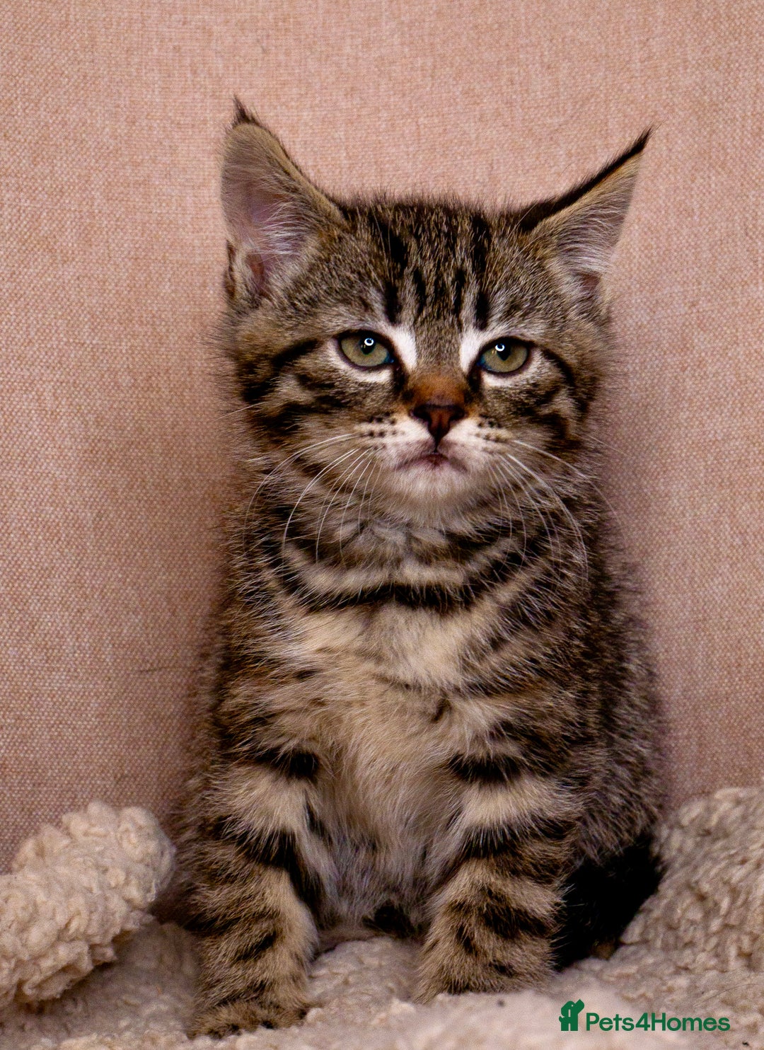 Mixed Breed cats for sale: Gorgeous kittens ready to leave now!  - Image 4