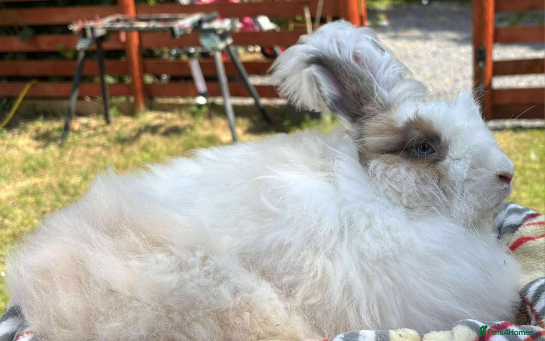 Angora rabbits for sale: Pair angora rabbits - Image 4