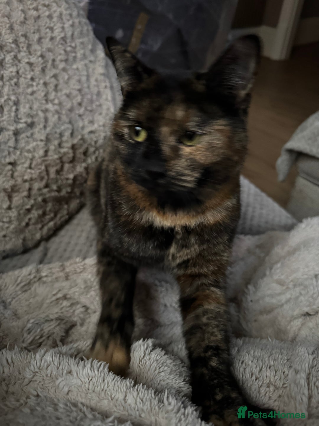 Domestic Shorthair cats for sale: Beautiful Bea  - Advert 6