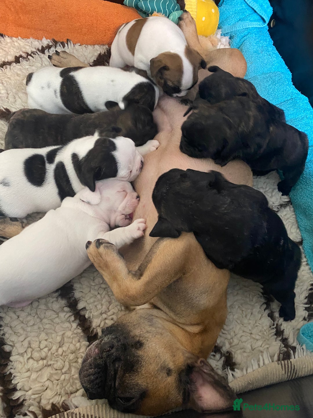 French Bulldog dogs for sale: 15th Gen French Bulldogs (KC reg / breed colours) in Nottingham - Image 6
