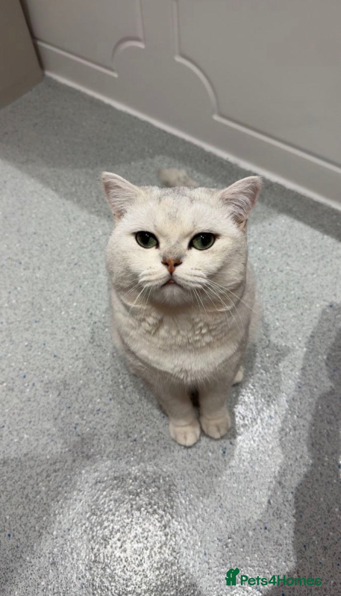 British Shorthair cats SALE: British shorthair male - Advert 1