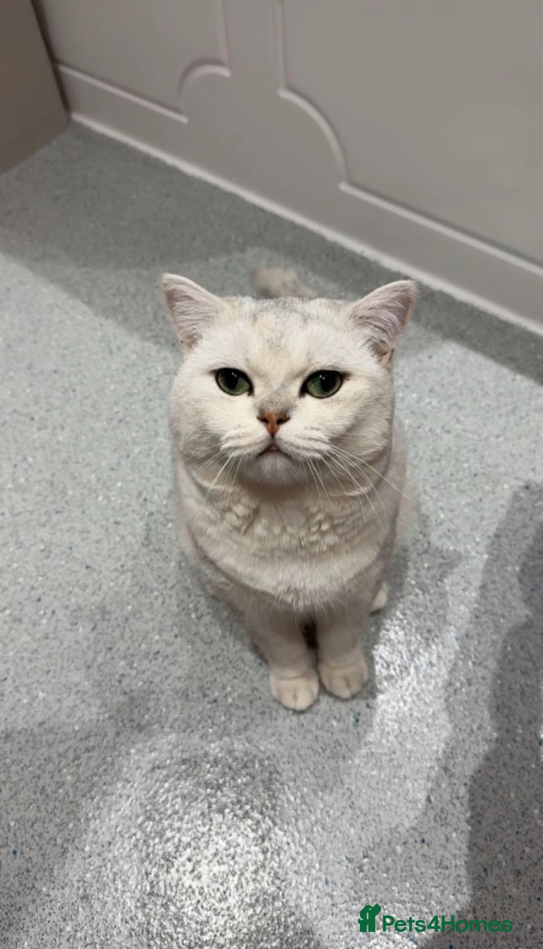 British Shorthair cats for sale: SALE: British shorthair male - Advert 1