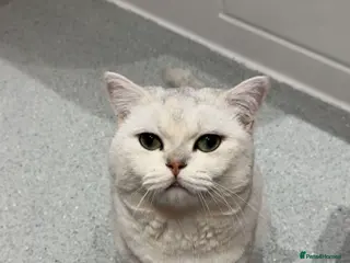 British Shorthair cats SALE: British shorthair male - Advert 1