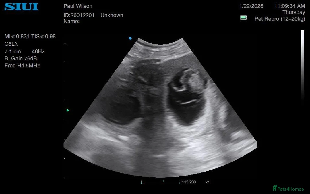 Golden Retriever dogs for sale: Low inbreeding coefficient puppies due soon  - Advert 5