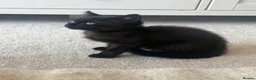 Mixed Breed cats for sale: Kittens for sale £30 each  - Advert 3