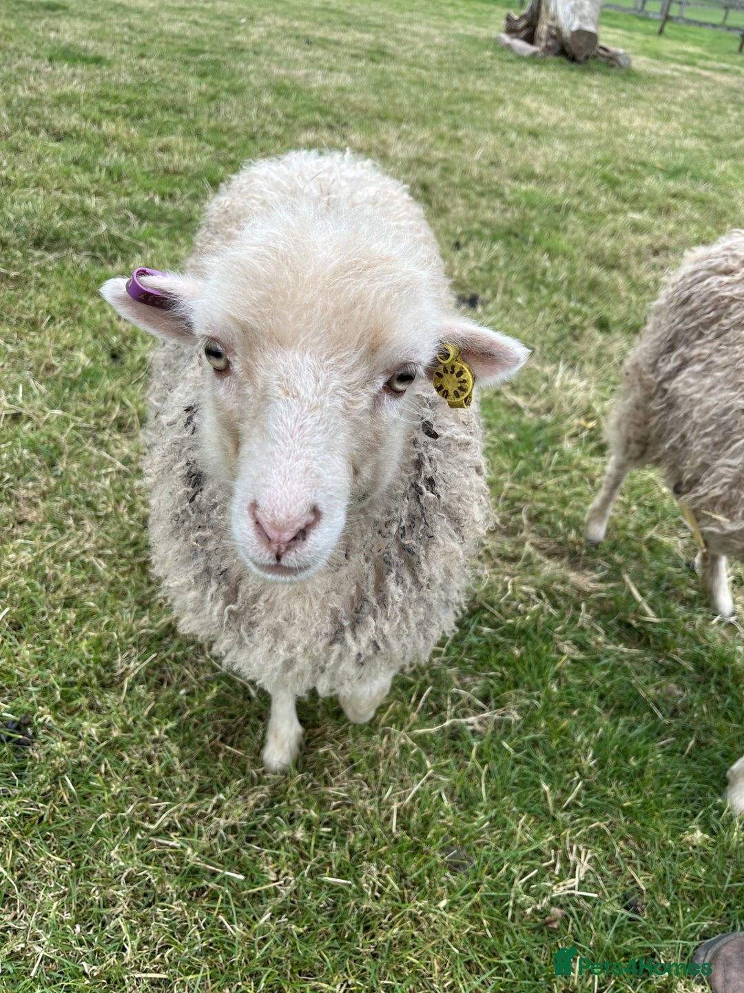 Sheep livestock for sale: Registered Ouessant Ewe Lambs and Wethers - Image 6