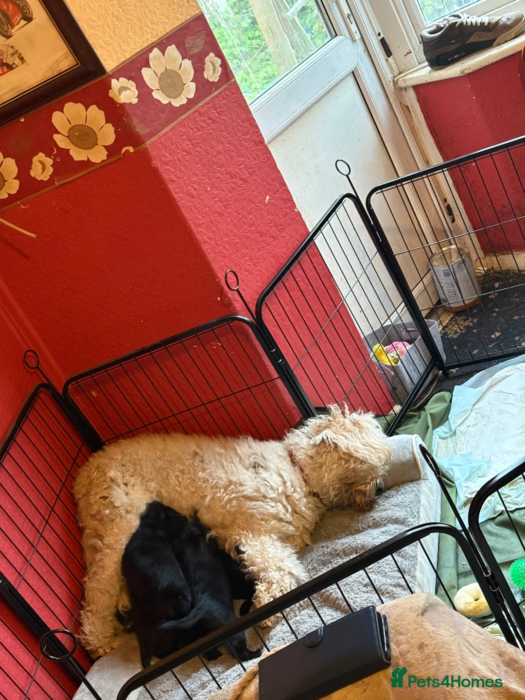 Labradoodle dogs for sale: Labradoodles puppy’s for sale  - Advert 2