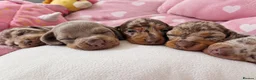 Miniature Dachshund dogs for sale: Stunning Dachshund Puppies❤️Reservations Now Open! - Advert 10