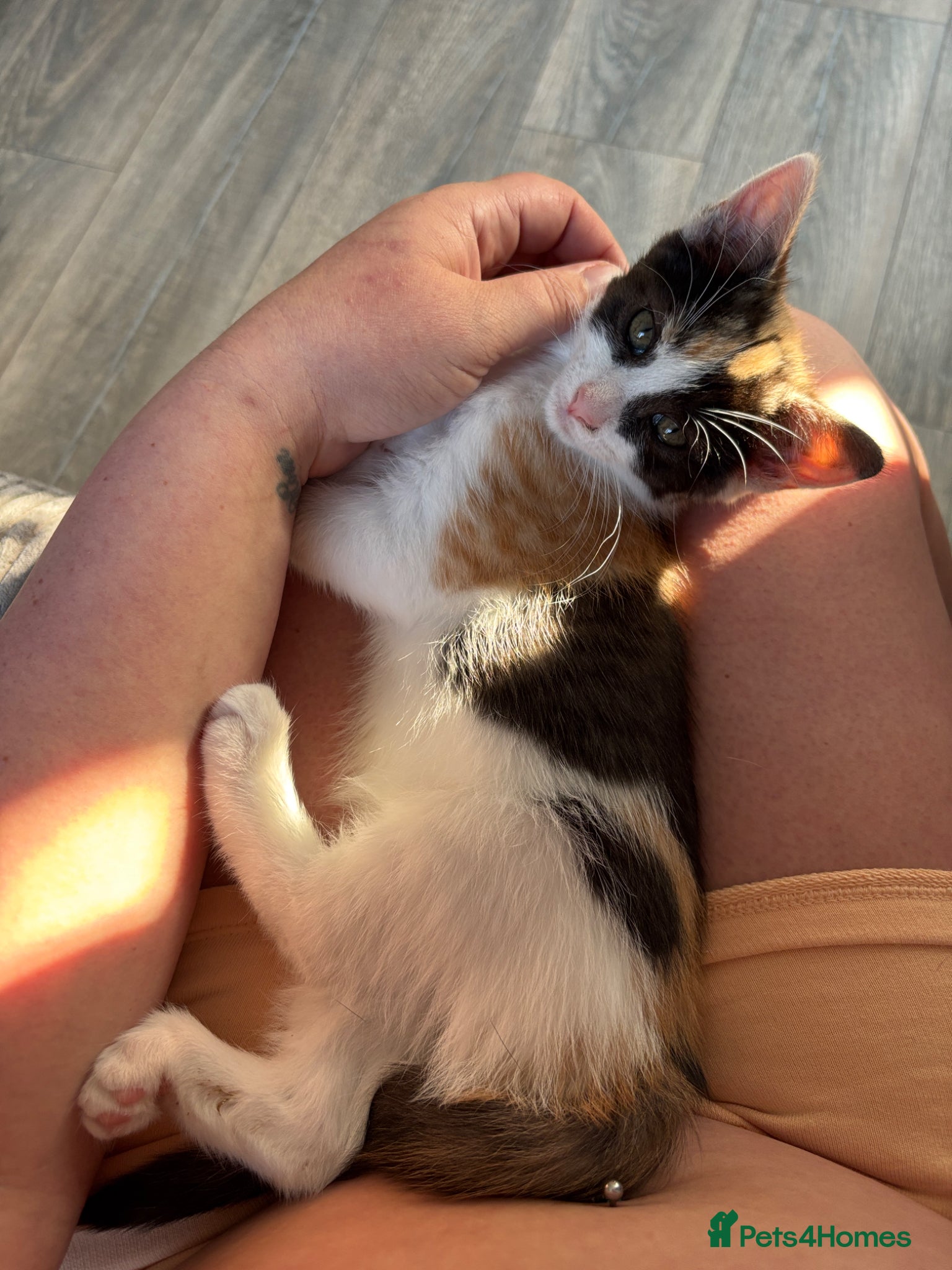 Mixed Breed cats for sale: Last 1 Stunning calico looking for forever home - Advert 3