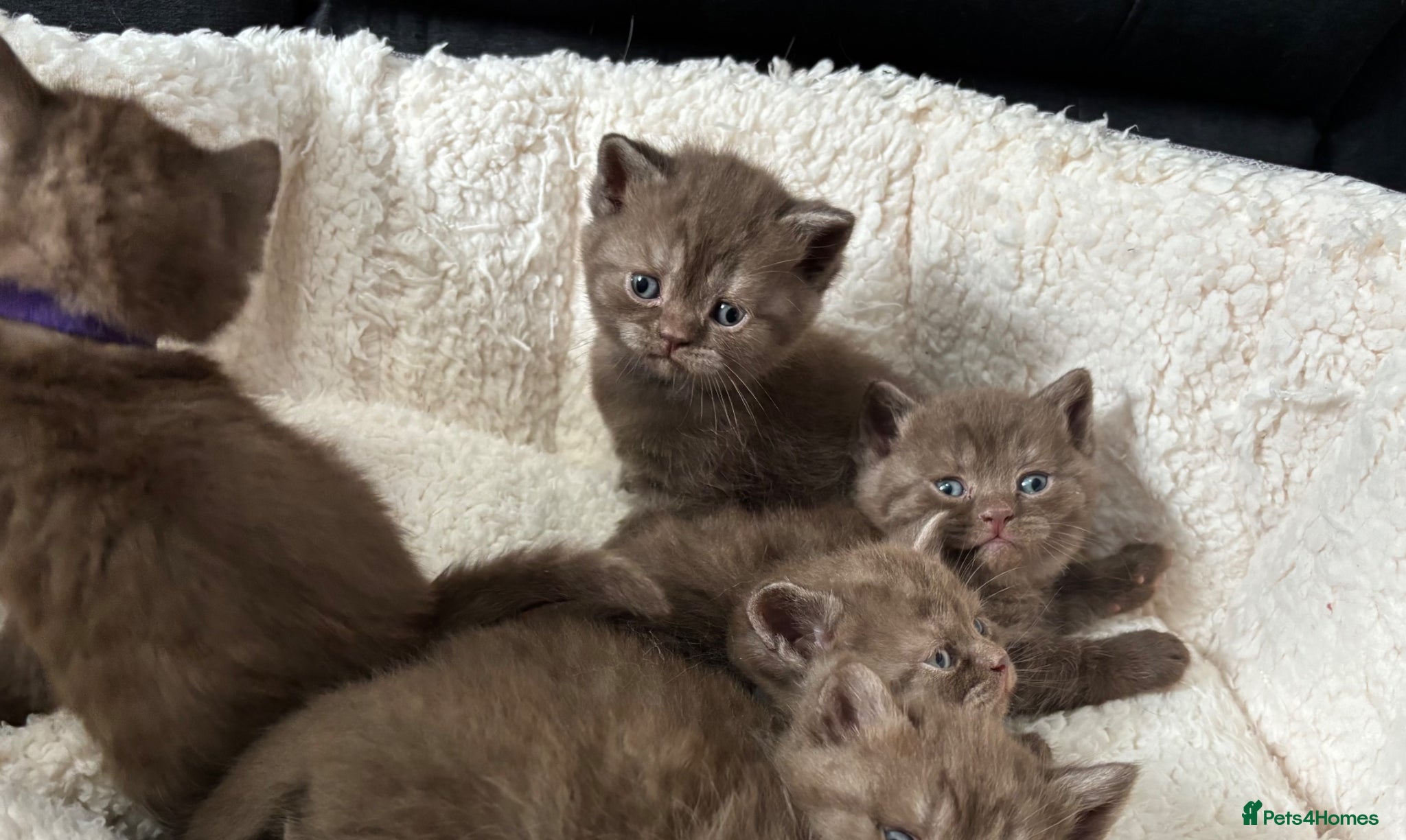 British Shorthair cats British shorthaired chocolate kittens  - Advert 2