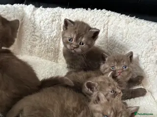 British Shorthair cats British shorthaired chocolate kittens - Advert 1