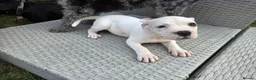 Staffordshire Bull Terrier dogs for sale: Beautiful Long-legged Staffy Puppies  in Dartford - Advert 8