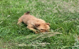 Lakeland Terrier dogs for stud: Proven Red Lakeland Terrier Stud in Builth Wells - Image 14