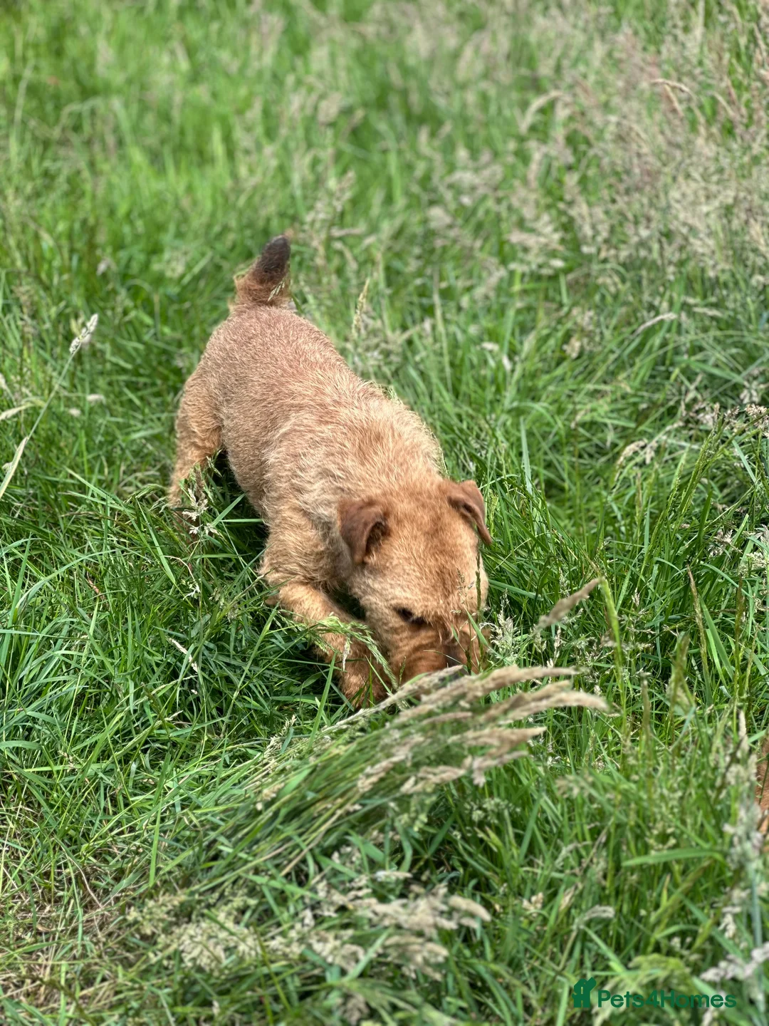 Lakeland Terrier dogs for stud: Proven Red Lakeland Terrier Stud in Builth Wells - Advert 14