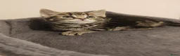 Mixed Breed cats for sale: ❤️❤️❤️ Four adorable kittens ❤️❤️❤️  - Advert 6