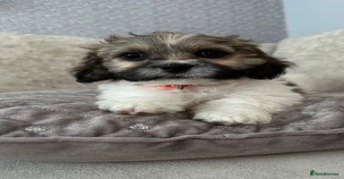 Mixed Breed dogs - Advert 4