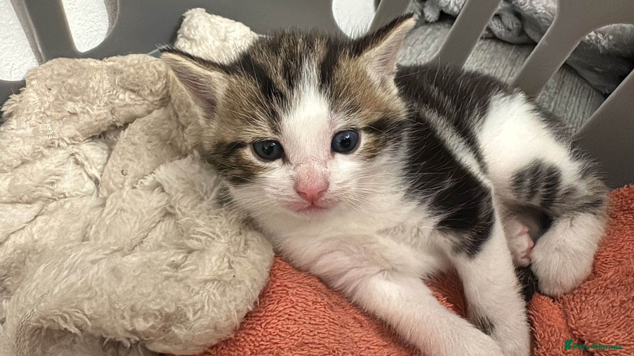 Domestic Shorthair cats 1 beautiful female kitten for sale - Advert 20