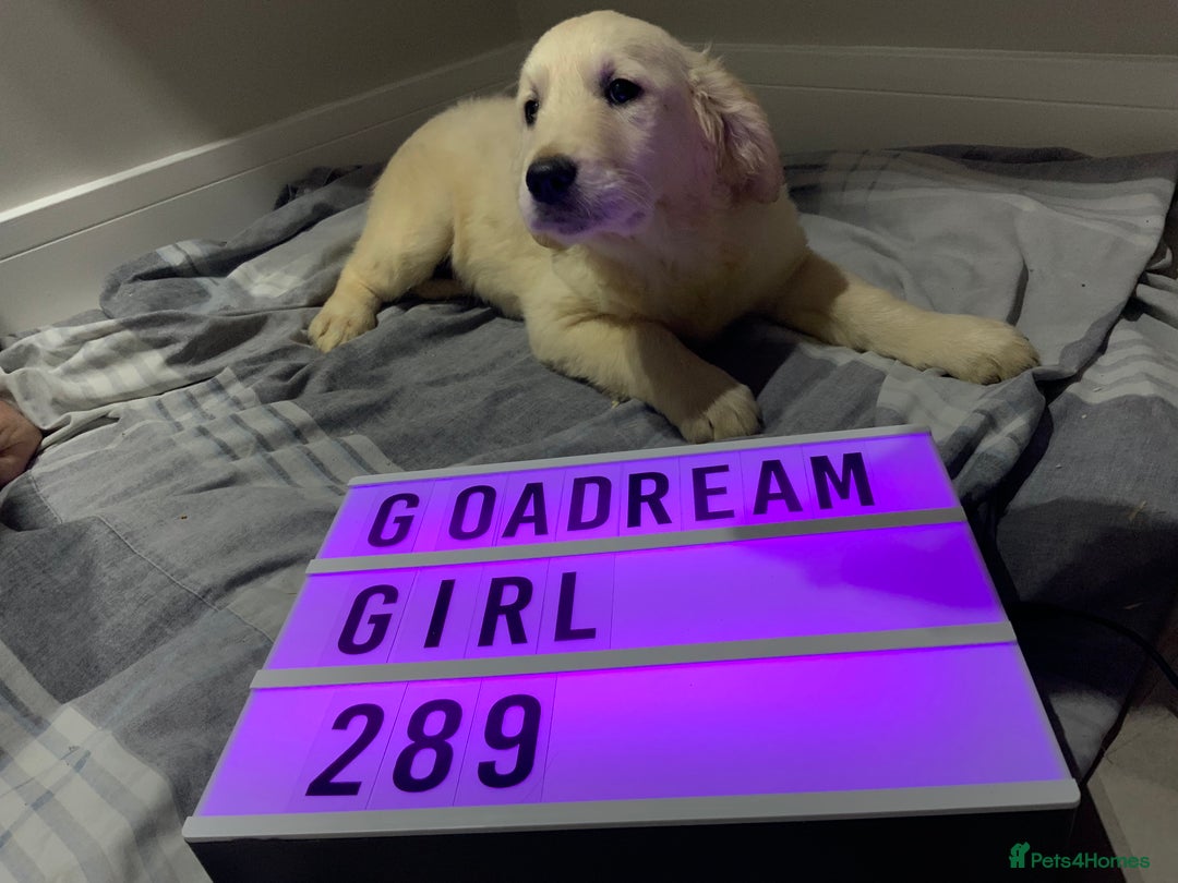 Golden Retriever dogs for sale: Golden Retrievers -Goadream kc  - Advert 4