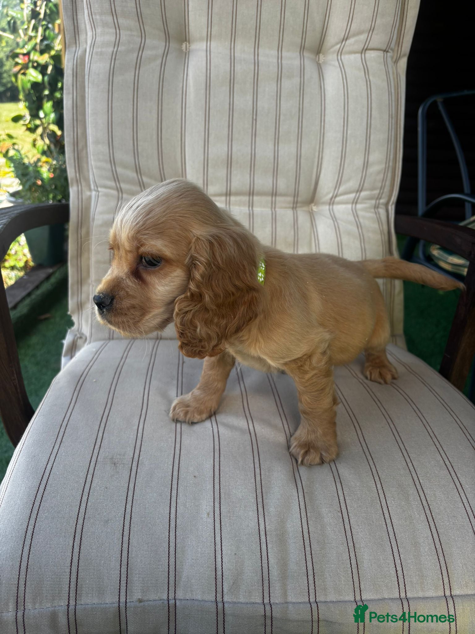 Cocker Spaniel dogs Show type cockers Ready Now!!  - Advert 4