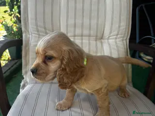 Cocker Spaniel dogs Show type cockers Ready Now!! - Advert 4