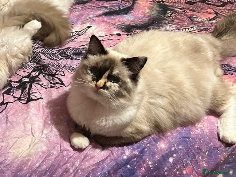 Ragdoll cats GCCF registered Ragdolls - Advert 1