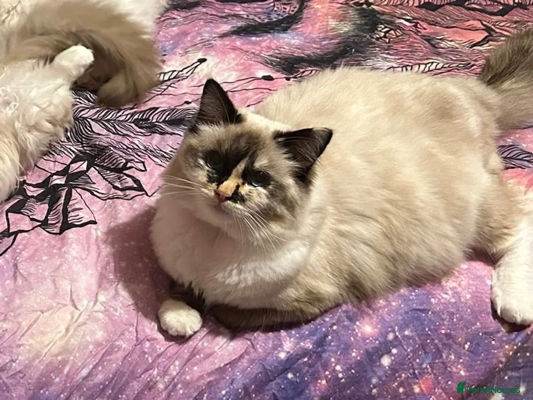 Ragdoll cats for sale: GCCF registered Ragdolls - Advert 1