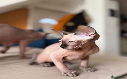 Sphynx cats for sale: Sweet Cream Sphynx Kitten looking for a family - Image 1