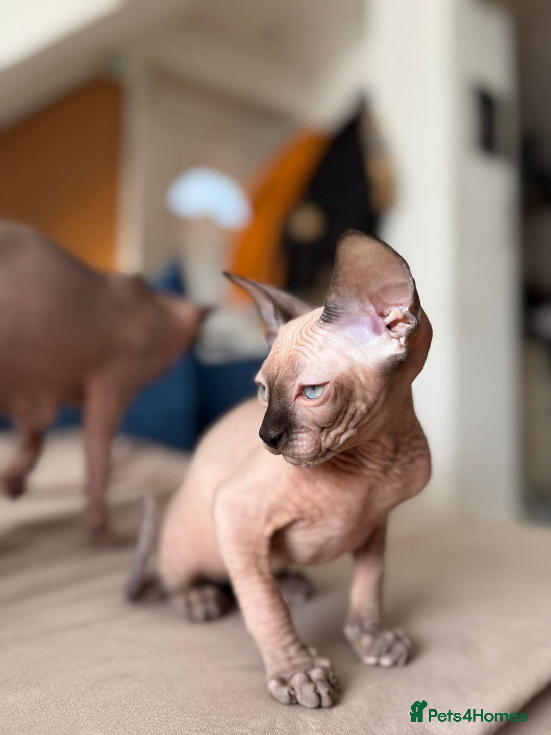 Sphynx cats for sale: Sweet Cream Sphynx Kitten looking for a family - Image 1