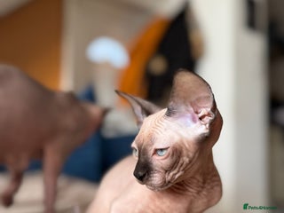 Sphynx cats - Advert 3