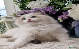 Ragdoll cats for sale: 🩷✨️Lovely Chunky EU kittens✨️🏆TICA Award cattery - Image 36