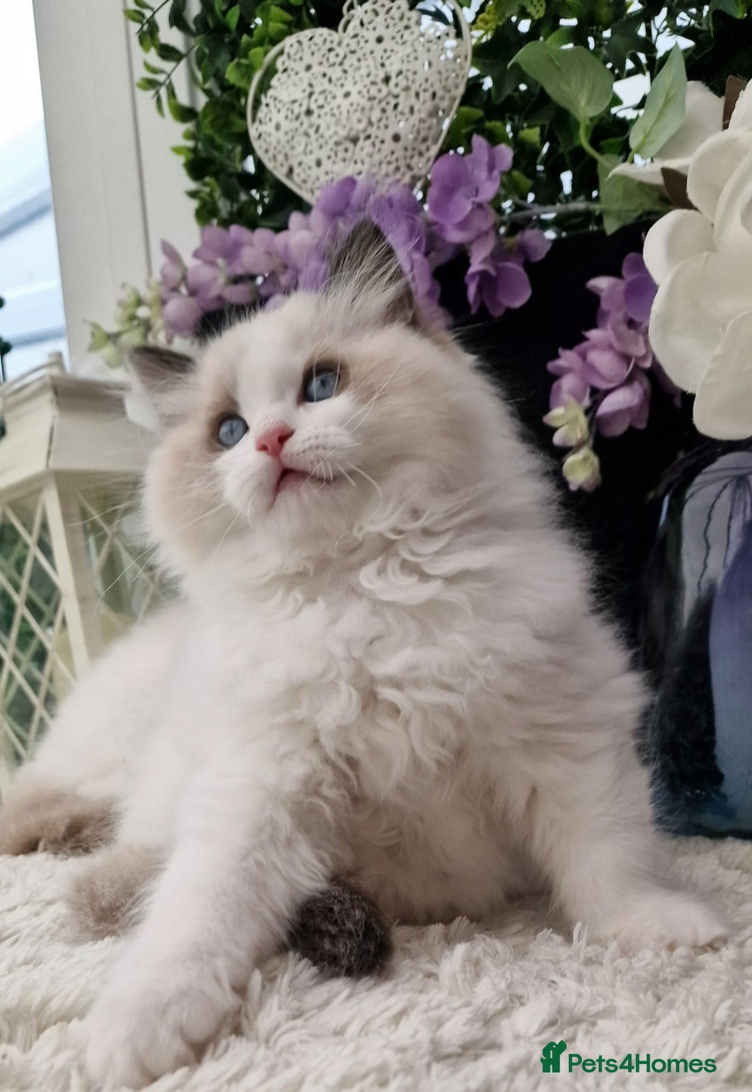 Ragdoll cats for sale: 🩷✨️Lovely Chunky EU kittens✨️🏆TICA Award cattery - Image 36