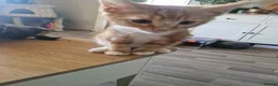 Mixed Breed cats for sale: 4 Male Mixed kittens £50 each  - Advert 12
