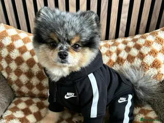 Pomeranian dogs 💙✨BLUE & HAZEL EYES 👀 EXPERIENCED POM STUDS🏆 - Advert 2