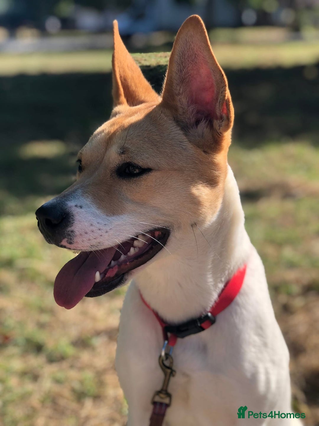 Japanese Akita Inu dogs for sale: Japanese akita cross alsatian  - Image 4