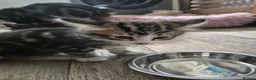 Mixed Breed cats for sale: 4 gorgeous kittens  - Advert 7