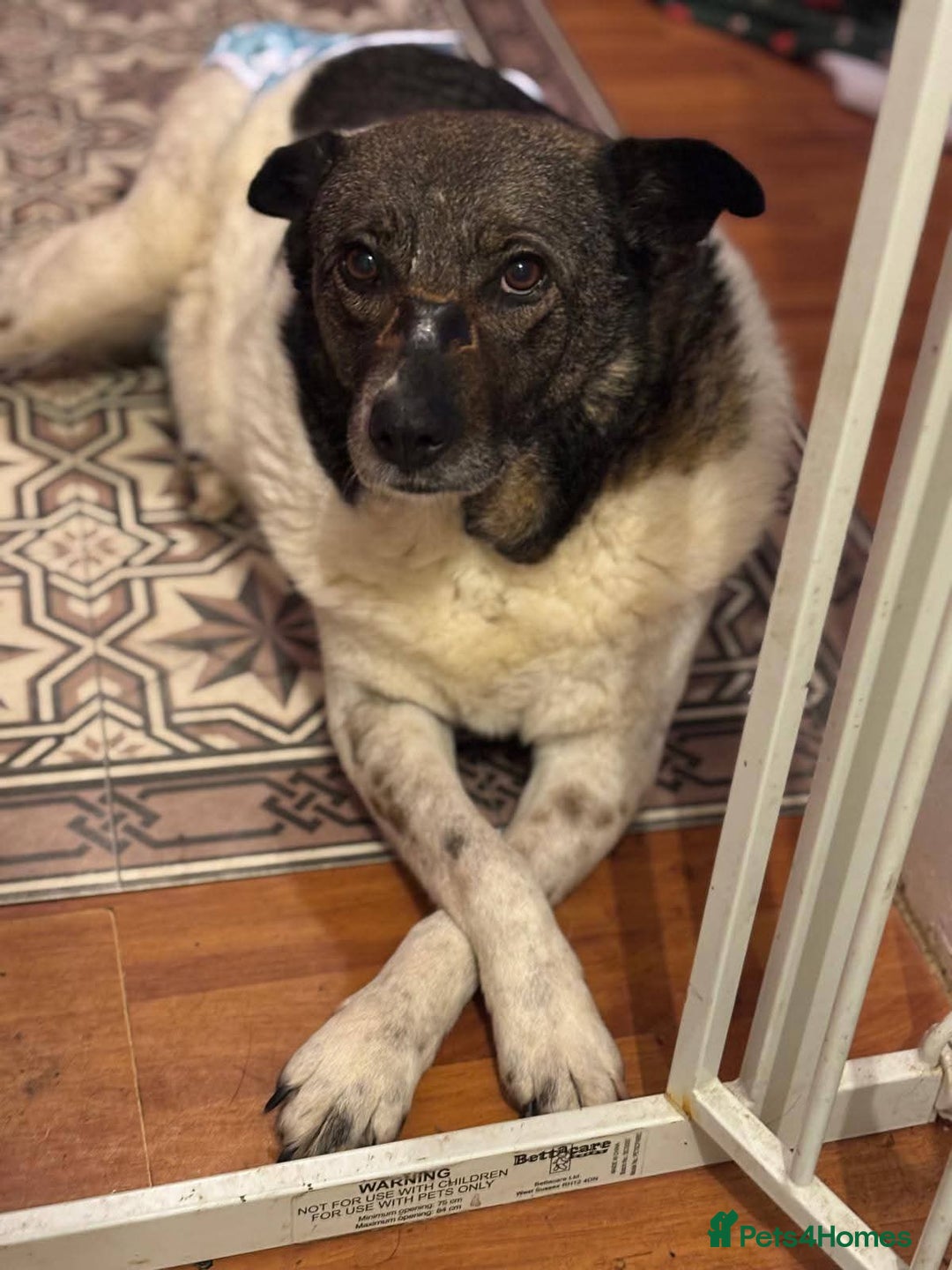 Mixed Breed dogs for adoption: Meet Venus,currently residing in Essex  - Advert 2